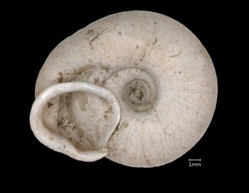 Media type: image;   Malacology 167125 Aspect: basal